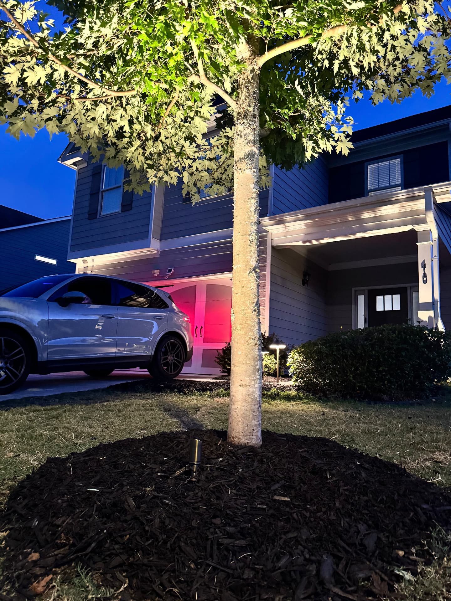 Canopy Uplighting — Afterglow Landscape Lighting project